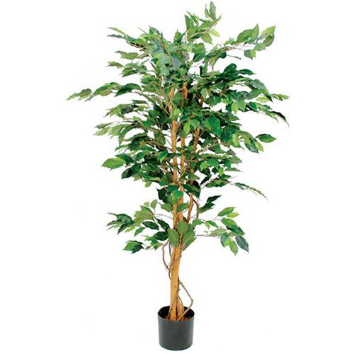 Ficus Benjamina 150 cm – Vepabins