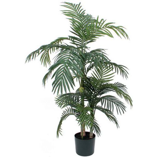 palma Areca Golden Cane 150–190 cm – Vepabins