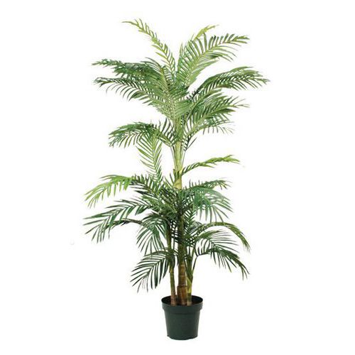 palma Areca Golden Cane 150–190 cm – Vepabins