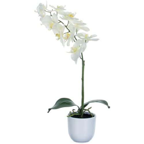 Orchidej Phalaenopsis 60 cm – Vepabins